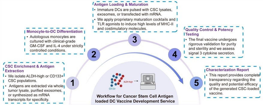 A simple procedure for cancer stem cell antigen loaded DC vaccine development service. (Creative Biolabs Original)